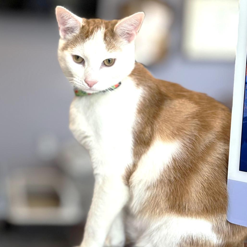 Rockstar Ziggy Stardusk