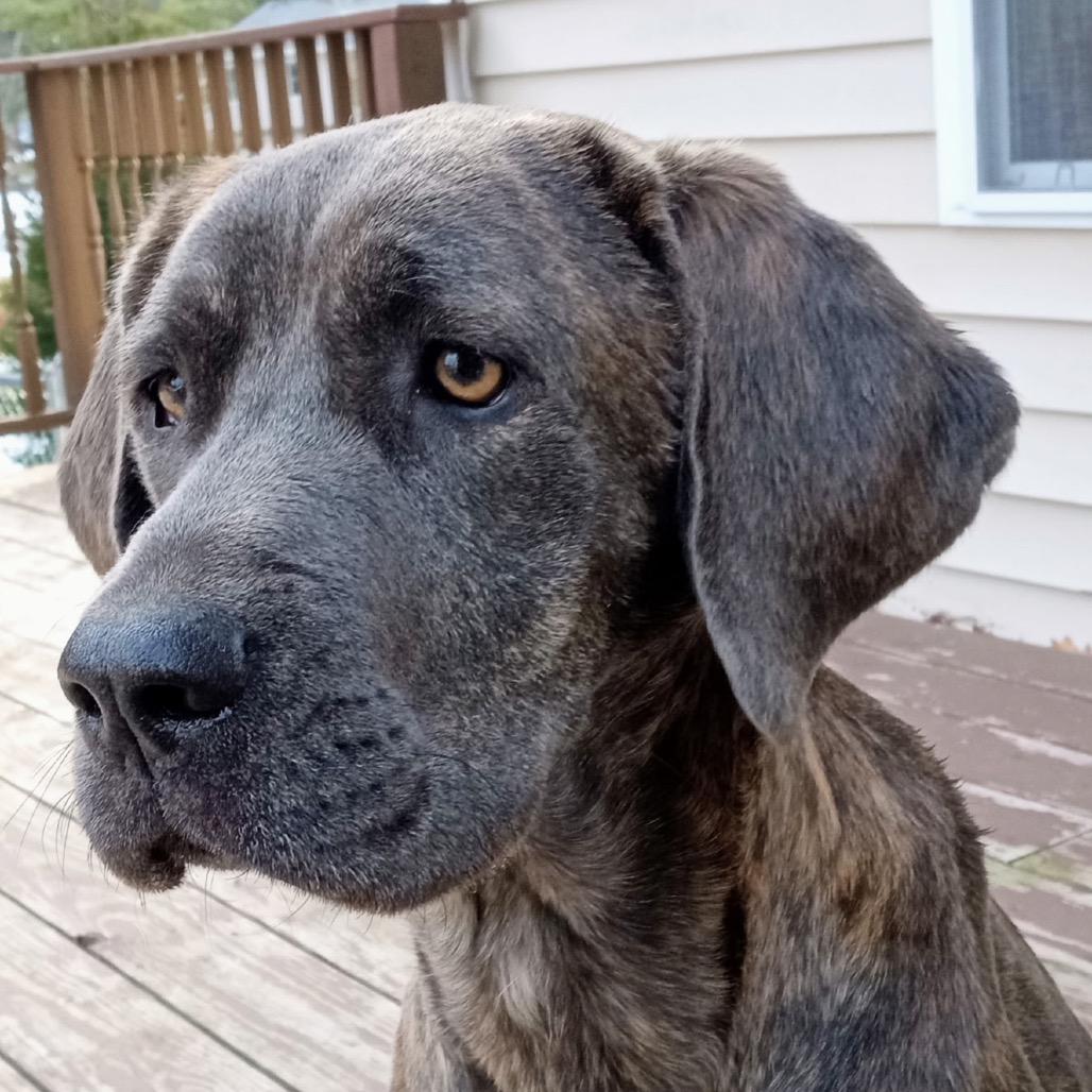 Honey (adoption pending)