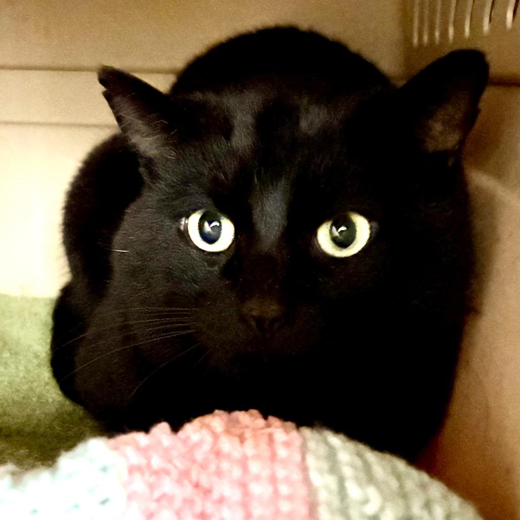 Big Baby Pudding Snatcher