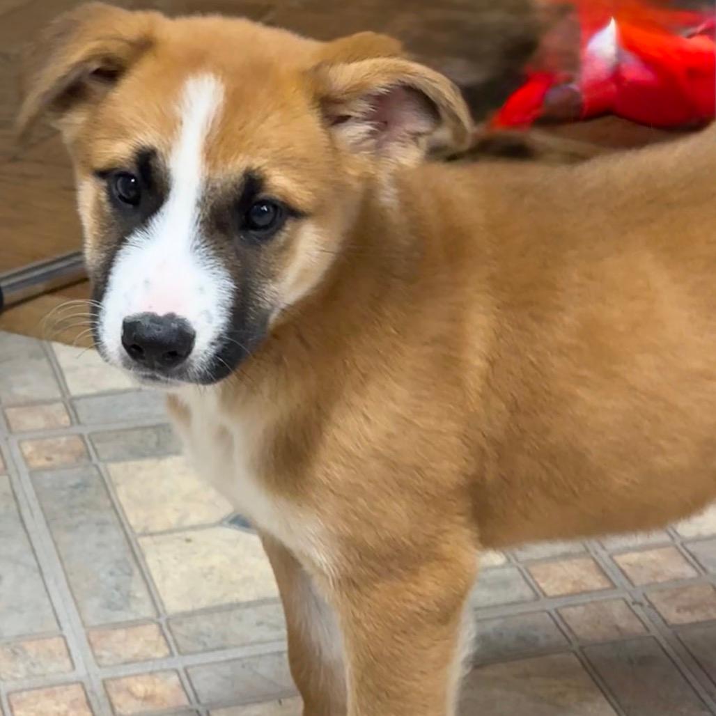 NY Tessa Avail Dec 27 (Tractor Supply - Patterson)