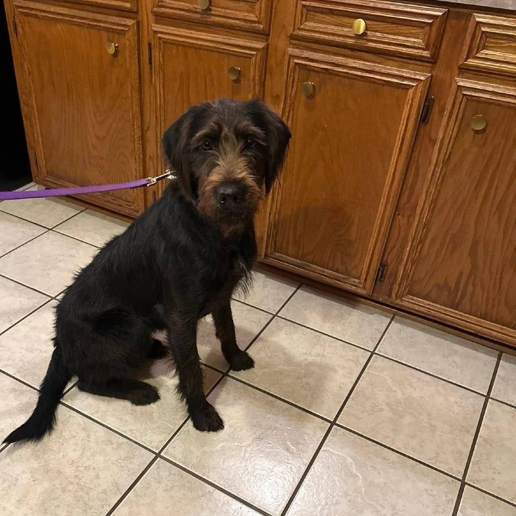 Sadie (Roland, Arkansas)