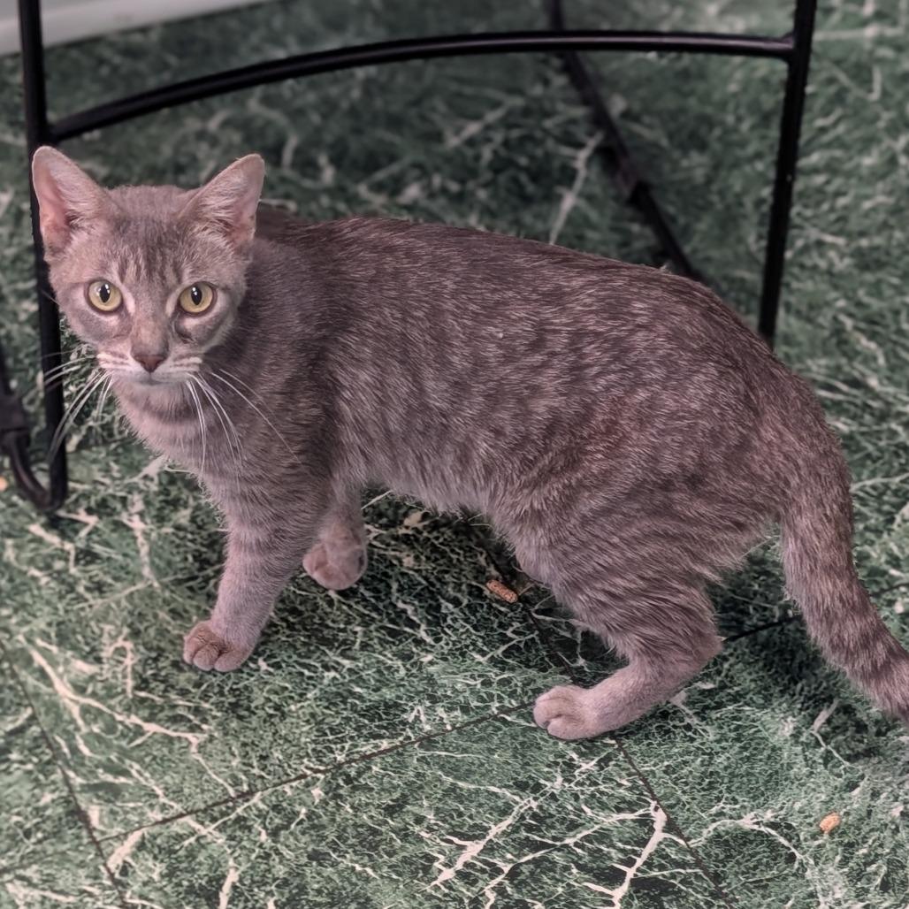 Gingerbread (Mom) 25-7042