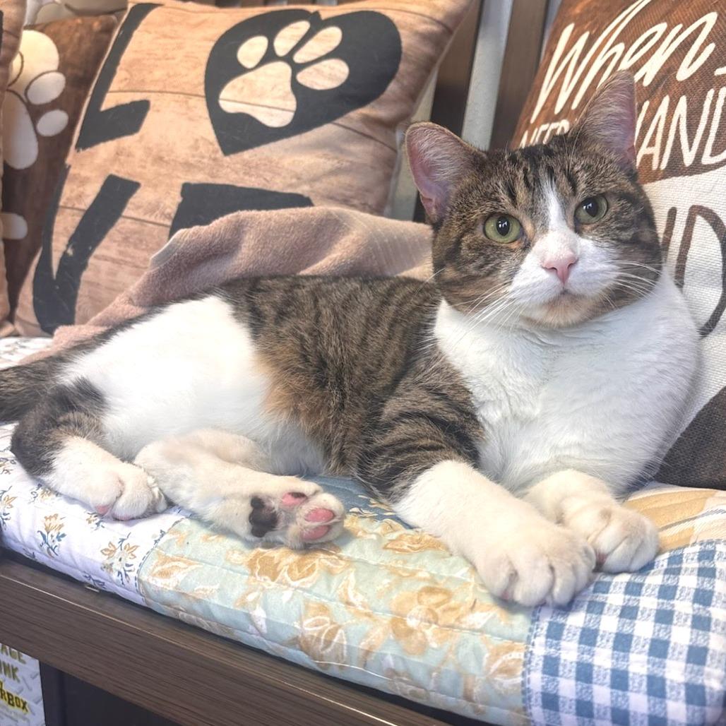 Winnie- Sponsored Adoption Fee