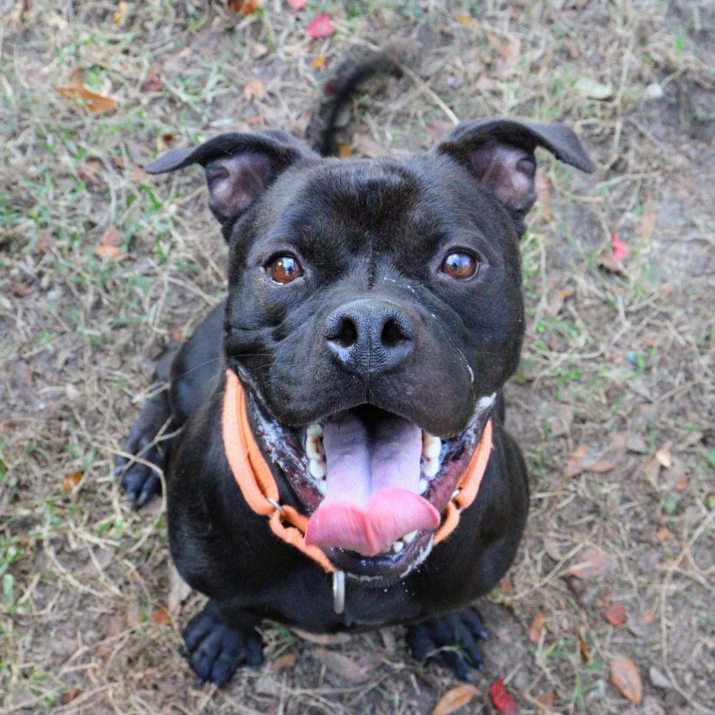 Worcestershire Sauce