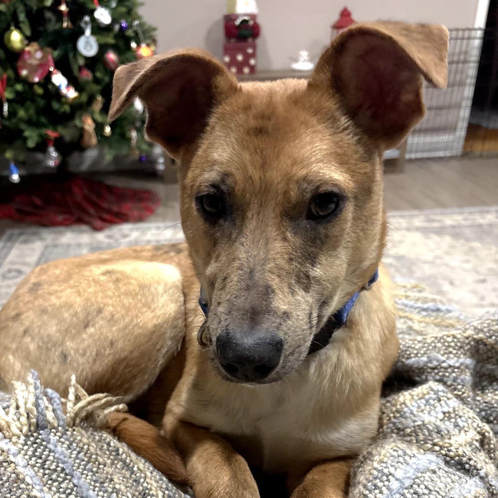 CT Payton (Fostered in Glastonbury, CT)