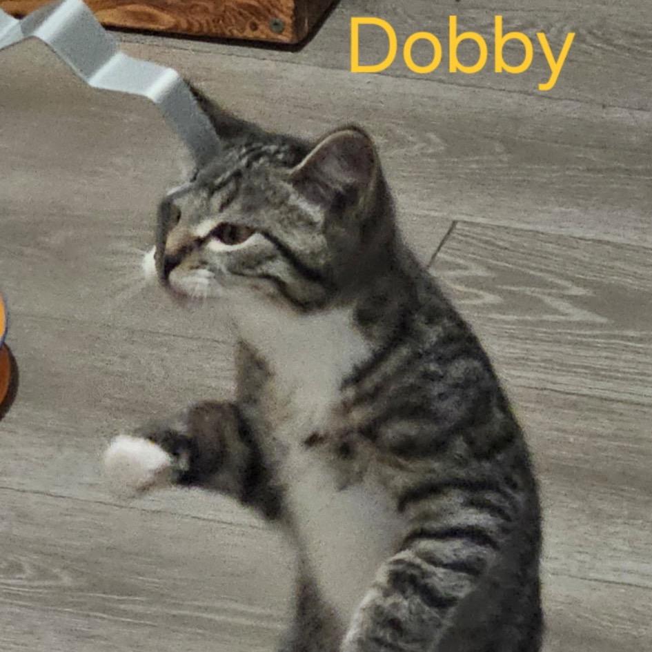 Dobby