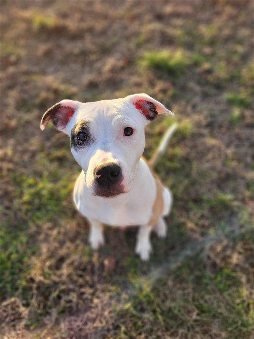 Adoptable Dogs & Puppies in Syracuse, NY