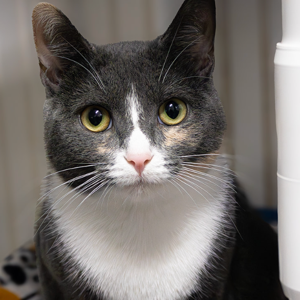 25-179 Birch (w Luna)