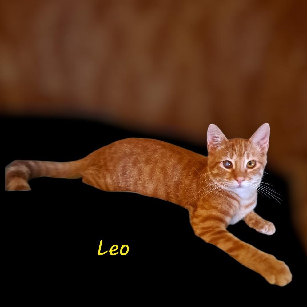 Leo 