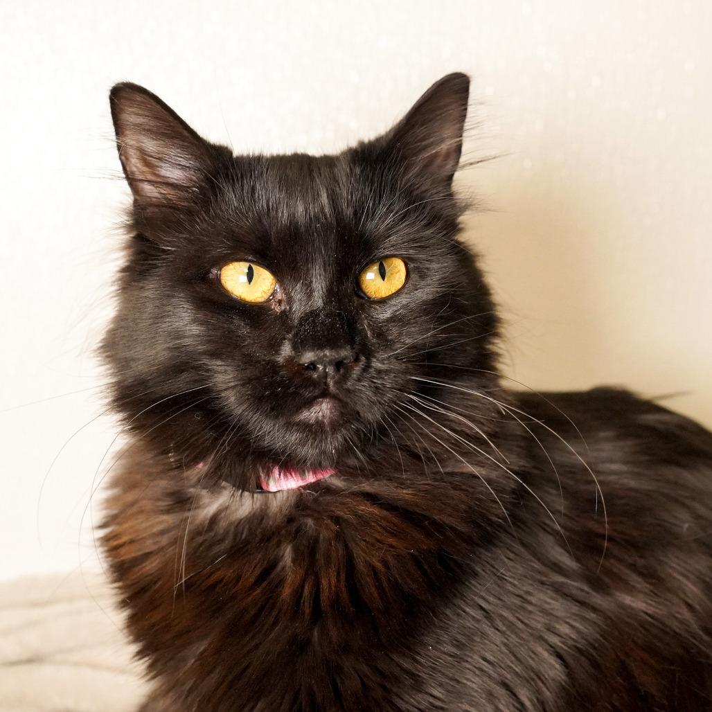 Fig (Pink, Fluffier)