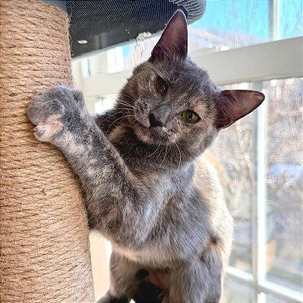 Donna Kittens: Elsie