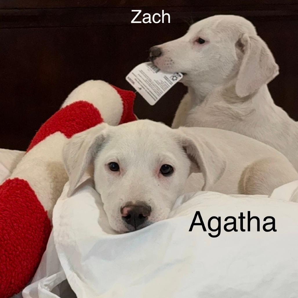 Agatha