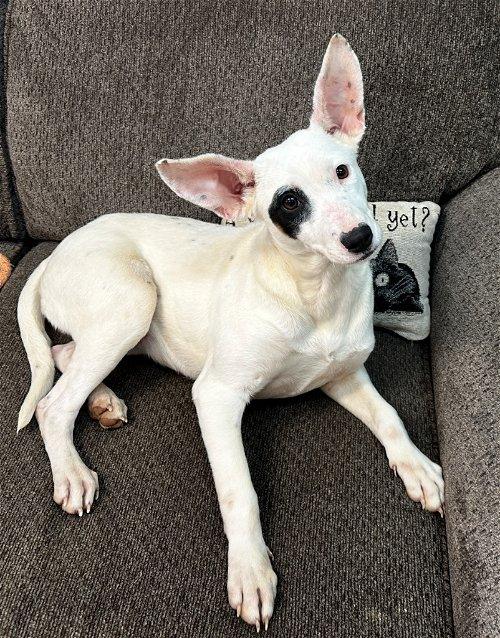 Adoptable Dogs & Puppies in Kingsport, TN