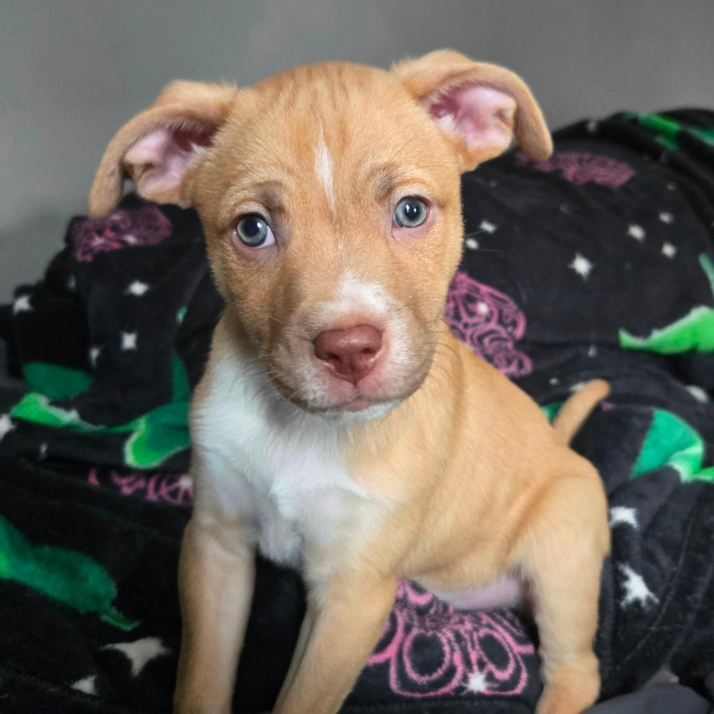 CT Manicotti Avail 1/3