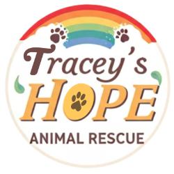 shelter logo
