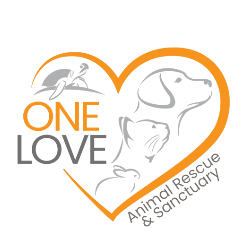 Dogs For Rehoming One Love Refuge SPCA International One Love