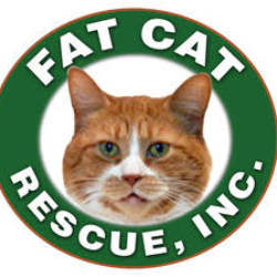 shelter logo