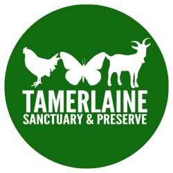 shelter logo