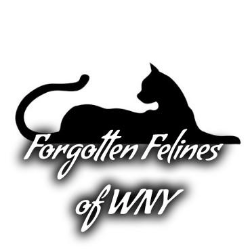 shelter logo