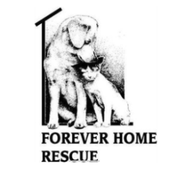 shelter logo