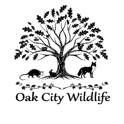 shelter logo