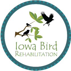 Iowa Bird Rehabilitation