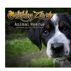 shelter logo