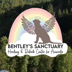 shelter logo