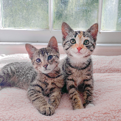 Tomato Foster Club