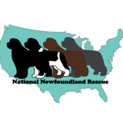 shelter logo