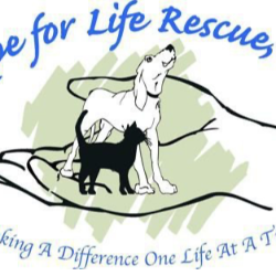 shelter logo