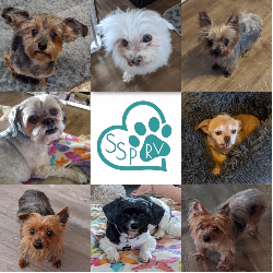 Small Senior Paws Retirement Village