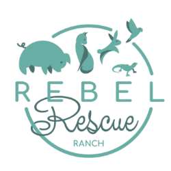 shelter logo