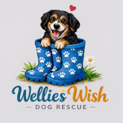 shelter logo