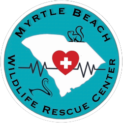 shelter logo