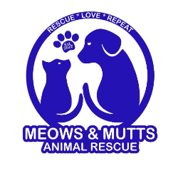 shelter logo