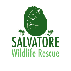 shelter logo